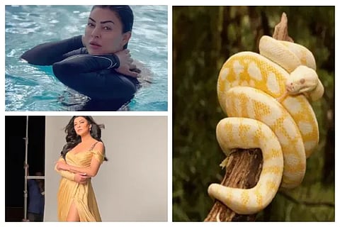 snake
