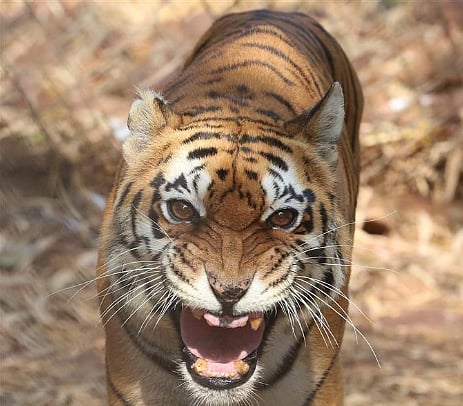 tiger