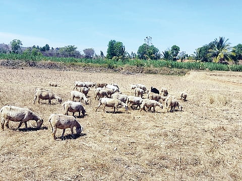 ಹೈನುಗಾರಿಕೆಯಿಂದ ಉತ್ತಮ ಲಾಭ