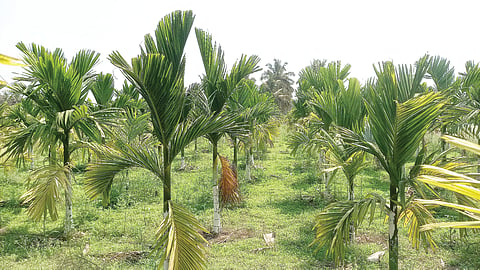 ಸಾವಯವ ಕೃಷಿಯಲ್ಲಿ ಸಾಧನೆ