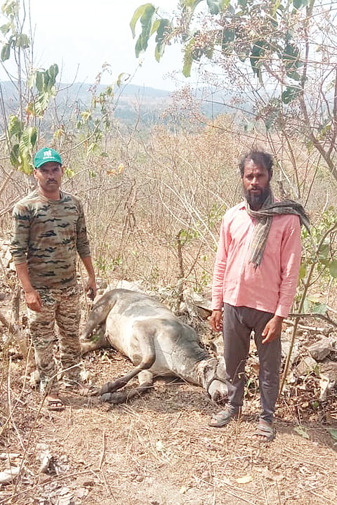 ಕಾಡು ಪ್ರಾಣಿ ದಾಳಿಗೆ ಹಸು ಬಲಿ