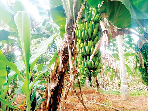 ಸಮಗ್ರ ಬೇಸಾಯದಿಂದ ಆದಾಯ ಹೆಚ್ಚಳ