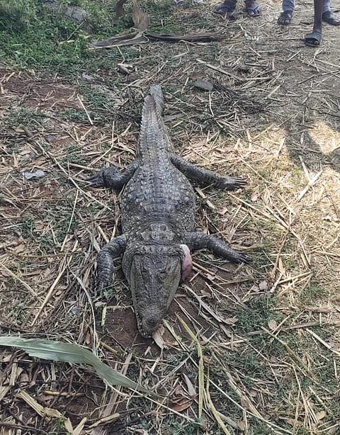 37