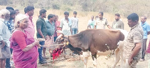 ಹಸುವಿನ ಮೇಲೆ ಕಾಡು ಪ್ರಾಣಿ ದಾಳಿ
