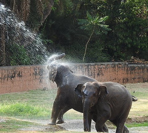 Asiatic Elephant