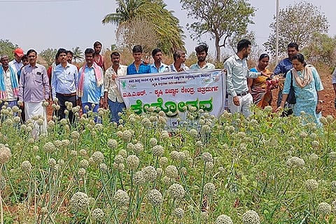 CTD 14 ONION---05