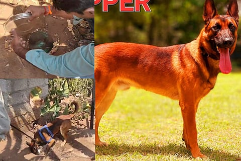 Copper Dog