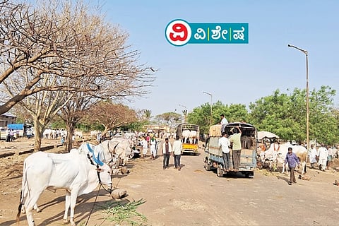 Cows