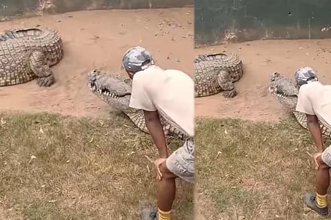 Crocodile Attacks