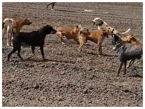Death of sheep due to attack by stray dogs