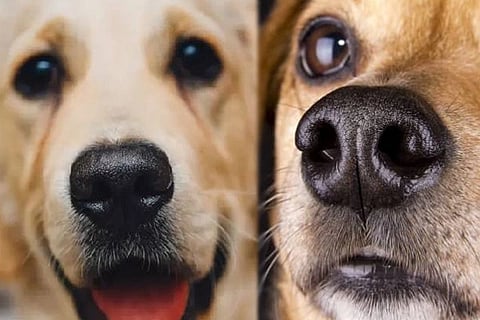 Dog Nose