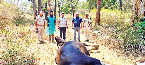 HUN-MAR-24-3(N HOLE INDIAN GAR DEAD)