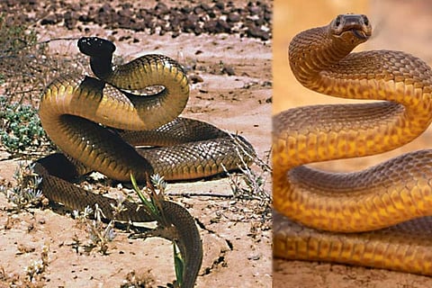 Inland taipan
