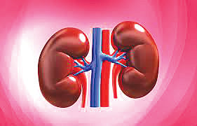 Kidney
