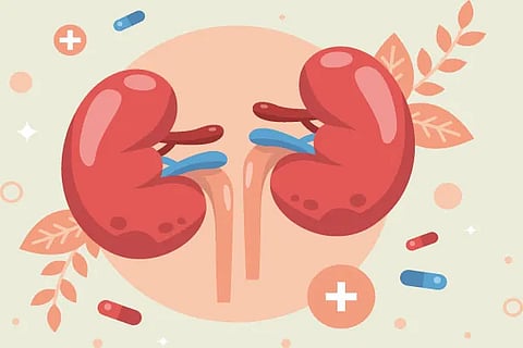 Kidney