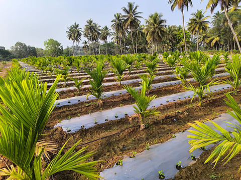progressive farmer mandya