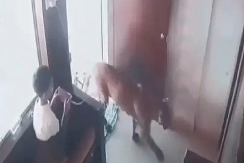 Leapord