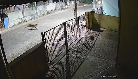Leopard at karwar city