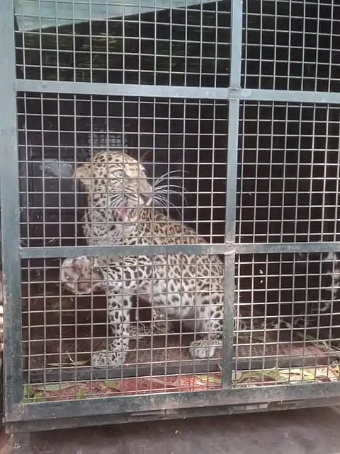 Leopard