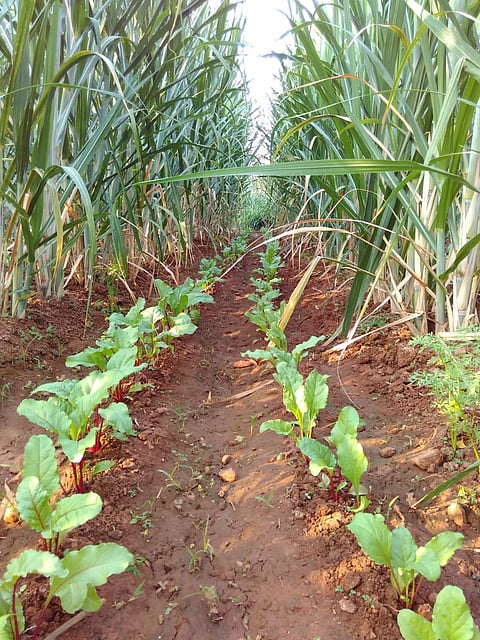 Srinivasa Murthy Uygonahalli Natural Farmer Mandya