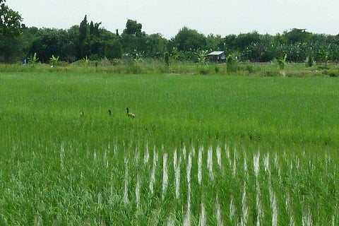 Paddy cultivation land in Kodagu is depleting