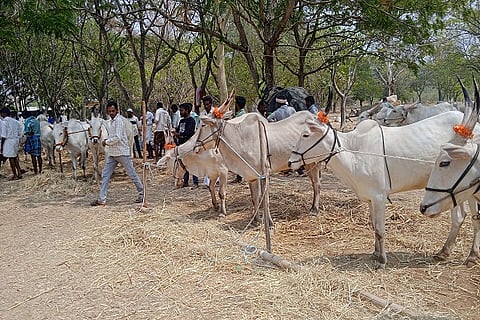 Rasu