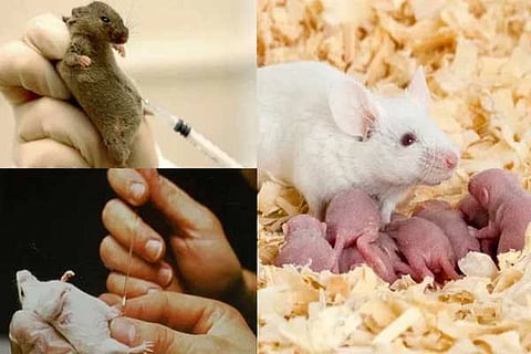 Rat Milk