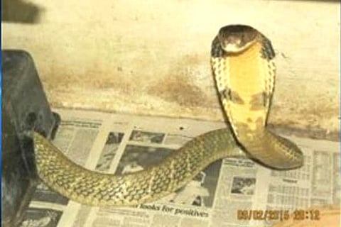 Snake 1
