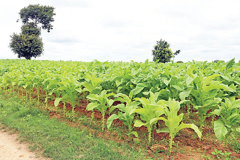 ಹೊಗೆಸೊಪ್ಪಿಗೆ ದಾಖಲೆಯ ಬೆಲೆ