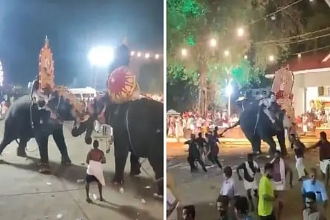 Tusker Fight
