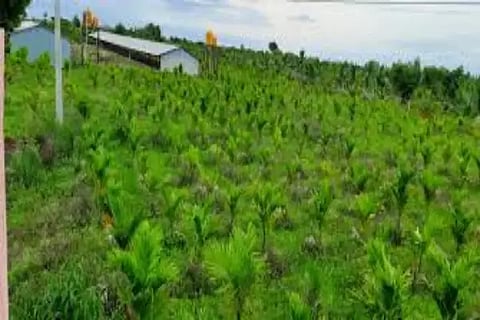 areca