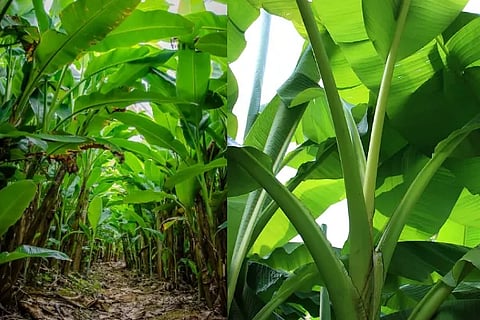 banana leaf