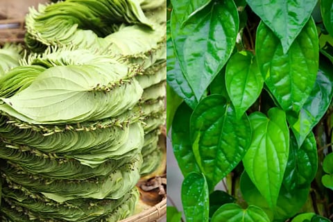 betel leaves