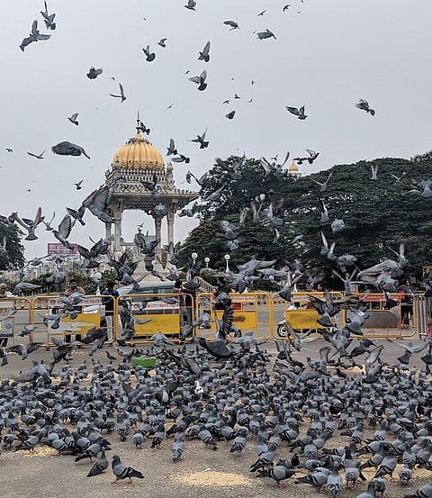 birds 2
