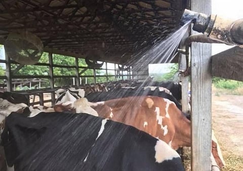 cow