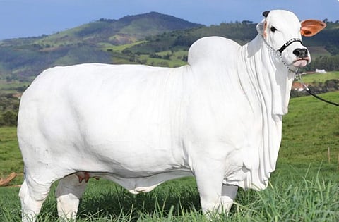 cow