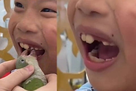 dentist parrot