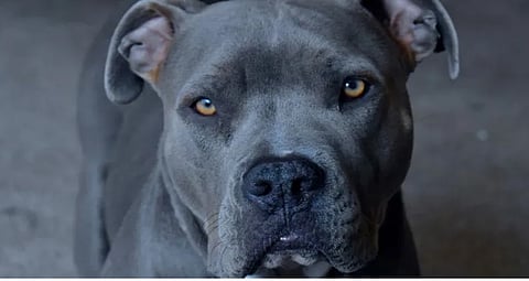 dog