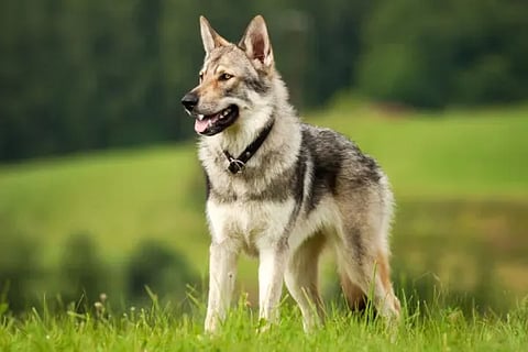 dog new