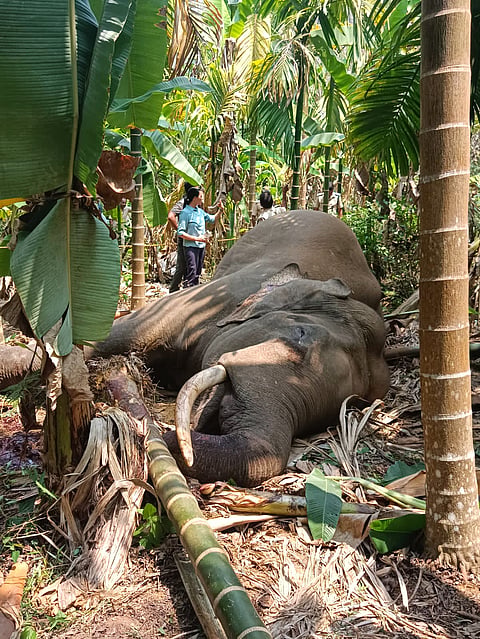 elephant-death