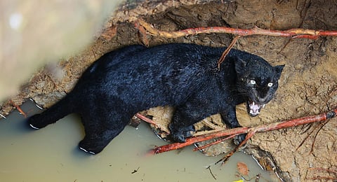 gur-mar-31-karichiarathe-1