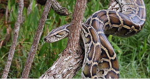 python