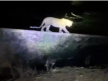 leopard