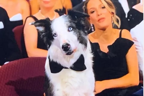 oscer dog