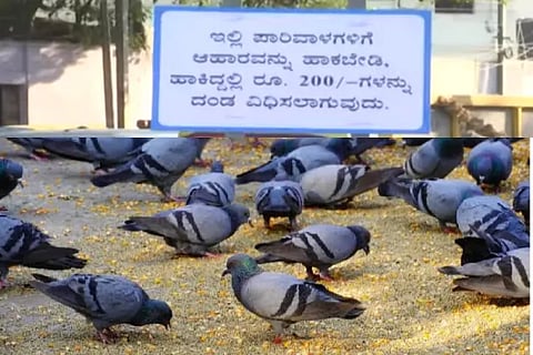 pigeon