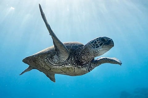 sea turtle meat