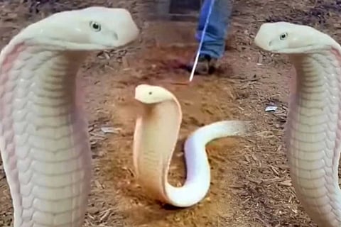 snake
