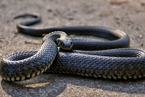 Villagers Burn Snake