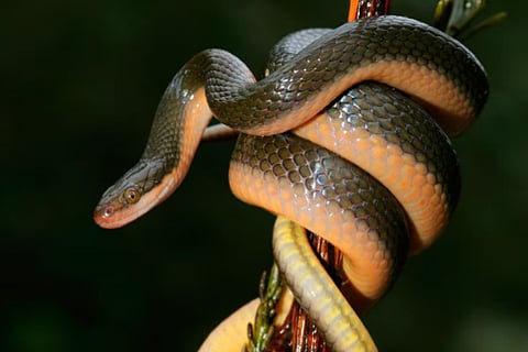 snake