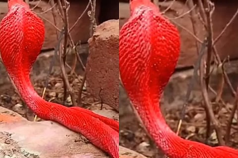 snake